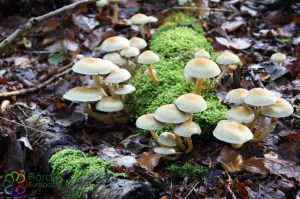 hypholoma fashiculare (3) (1000 x 667).jpg_product_product_product_product_product_product_product